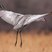 Sandhill Crane